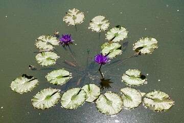 Nymphaea capensis also knows as cape blue waterlily