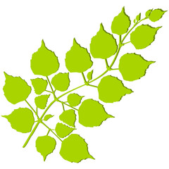 Spring branch of a young bark with leaves