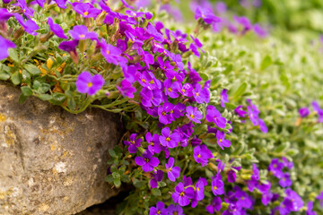 Closeup on vibrant coloured flowers in purple, Aubrieta Cascade Blue, flowering plants called Rock...