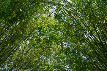 Sky fully covered with bamboo