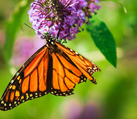 Monarch Butterfly