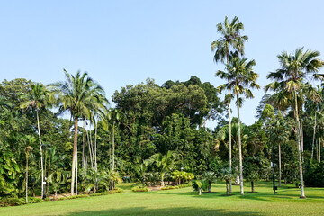Landscape view of Singapore Botanic Gardens