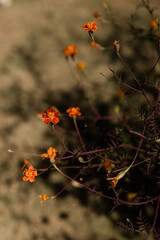 Indian wedding decor