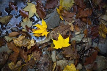 Yellow maple leaves lie on the ground in a puddle