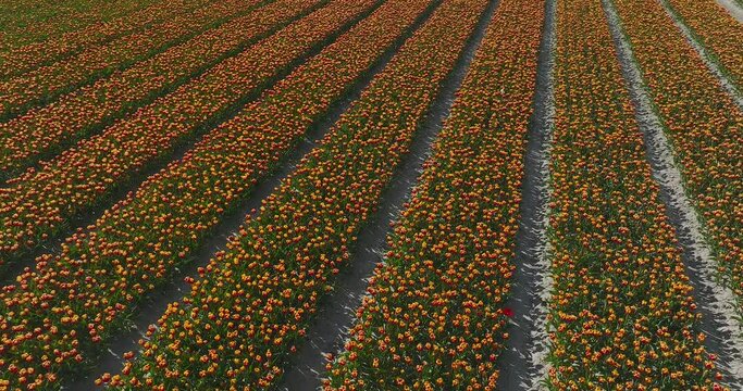 Rows of Orange striped variegated Tulips in Flevoland The Netherlands, Aerial view.
