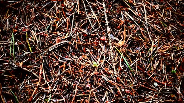 red wood ants anthill top view