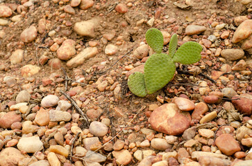 cacto palma em terreno pedregoso na caatinga, vegetação nativa do nordeste brasileiro