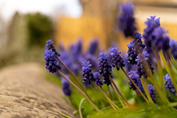 A selective focus shot of grape hyacinth purple flowering plants growing in the yard, indigo or...
