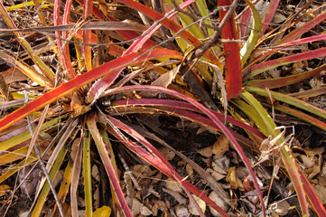 macambira (bromelia laciniosa) com folhas de vegetação nativa da caatinga espalhadas pelo chão