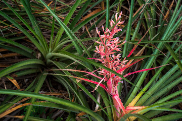 bromélias nativamente conhecidas como macambira na caatinga do nordeste do brasil