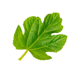 One fig leaf closeup isolated on white background.