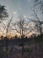 Obraz premium tree at sunset