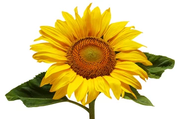 Foto op Canvas sunflower isolated on a white background. © MaskaRad