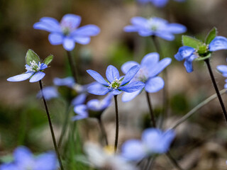 Leberblume