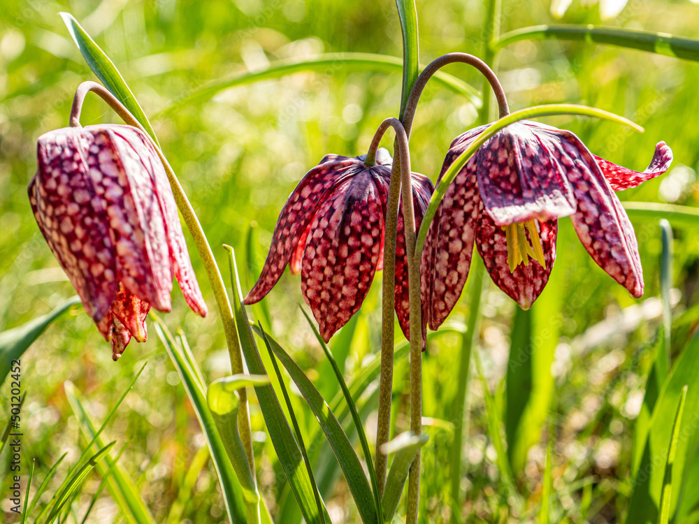 Sticker Schachbrettblume