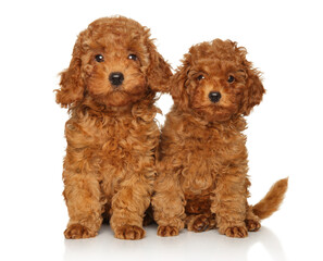 Two red Toy Poodle puppies sitting