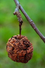 The apple that survived the winter