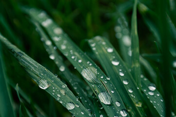 Large raindrops on blades of grass