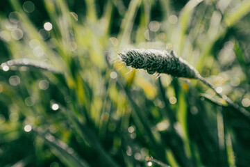 Small spikelet covered with dew