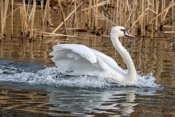 Łabędź © Marcin