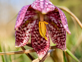 Schachbrettblume © Peter