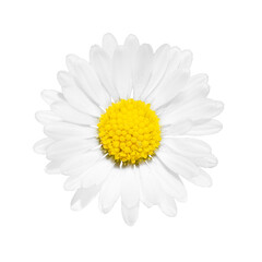 Chamomile flower isolated on white background. Object on clipping path for design.