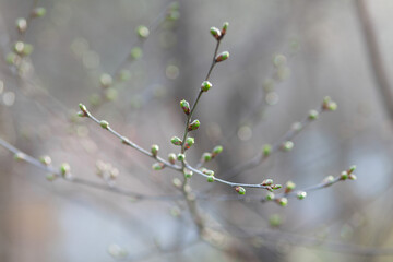 Green buds on a branch in the garden. Natural spring background with blur and bokeh.
