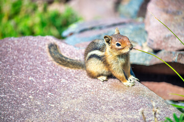 Small squirrel on a national park rock, summer season.
