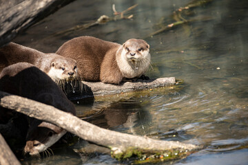 Obraz premium European otter (Lutra lutra), also known as Eurasian otter
