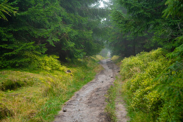 Fototapeta na wymiar View of the mountain trail during wet autumn weather