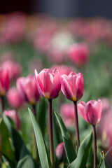Field of purple tulip flowers.