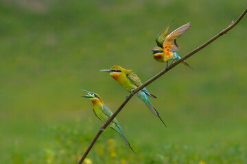 Blue tailed Bee-eater trio