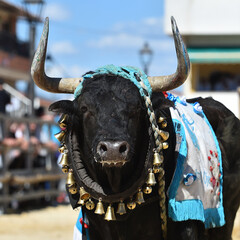 toro bravo español en un espectaculo tradicional