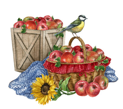 Watercolor red apple in the basket, bird, sunflower, garden harvest,Fall postcard,Thanksgiving clipart.Autumn arrangement,Farmhouse rustic composition
