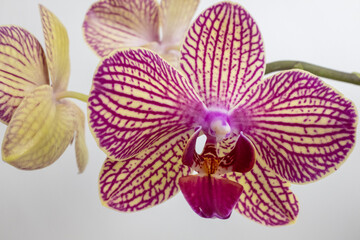 Tiger orchid flower on white background, close up. A bloom phalaenopsis orchid for publication,...