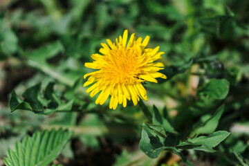 A large head of a young dandelion. Yellow dandelion head in the grass. Dandelion leaves with a flower in the center.