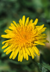 A large head of a young dandelion. Yellow dandelion head in the grass.