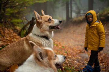 Child on the mountain trail. They are accompanied by a dog.