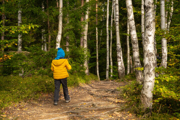 Fototapeta premium A little boy is walking on a hiking trail through the forest, there are birch trees around