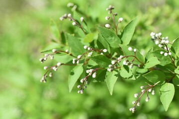 Slender deutzia (Deutzia gracilis) buds and flowers. Hydrangeaceae deciduous shrub. Endemic to Japan.
From May to June, white florets are densely attached downward.
