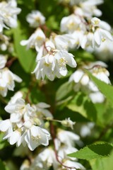 Slender deutzia (Deutzia gracilis) buds and flowers. Hydrangeaceae deciduous shrub. Endemic to Japan.
From May to June, white florets are densely attached downward.