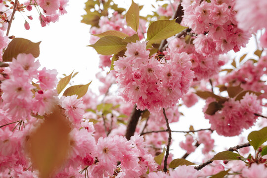 Blossom of the sakura tree. Spring blooming branches with pink flovers