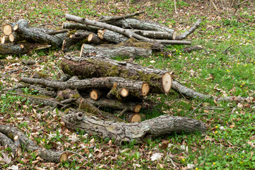 Fototapeta na wymiar heaps of felled wood and branches