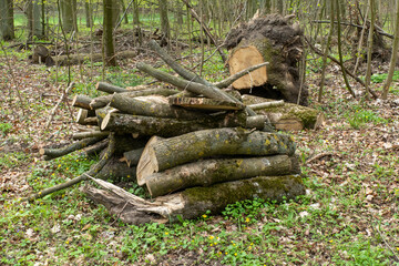 heaps of felled wood and branches