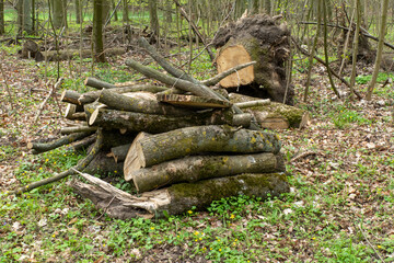 heaps of felled wood and branches