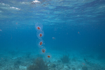 Fototapeta na wymiar Seascape with Jellyfish in the turquoise water of the Caribbean Sea, Curacao