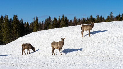Three female marals or deer on a snowy hill against the backdrop of a coniferous forest on a sunny winter day