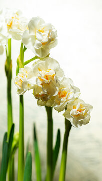 The flower of a double daffodil is white with a yellow core against a blurry background of other daffodils. First spring flowers. Vertical image