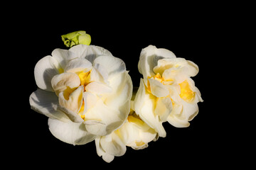 the white daffodil "bridal crown"