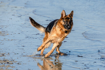German Shepherd being called by his boss
